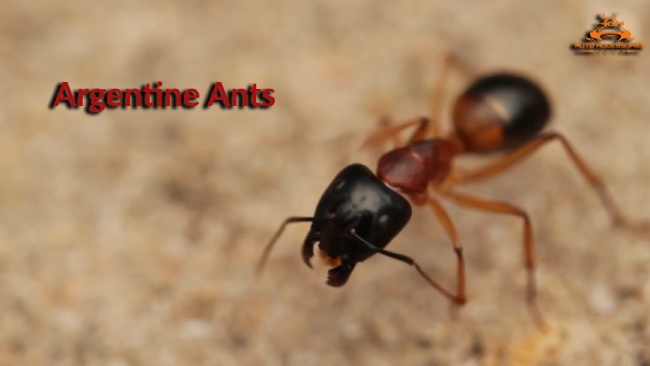 Argentine ants
